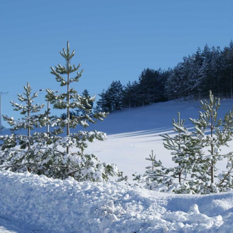 Previja Zlatibor Chalet - Brvnara sa 1 Spavaćom Sobom - 62