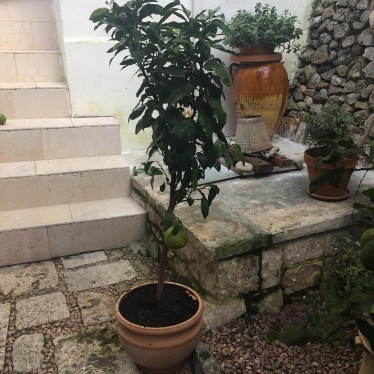 Dimora Le Zagare - Appartamento - 35