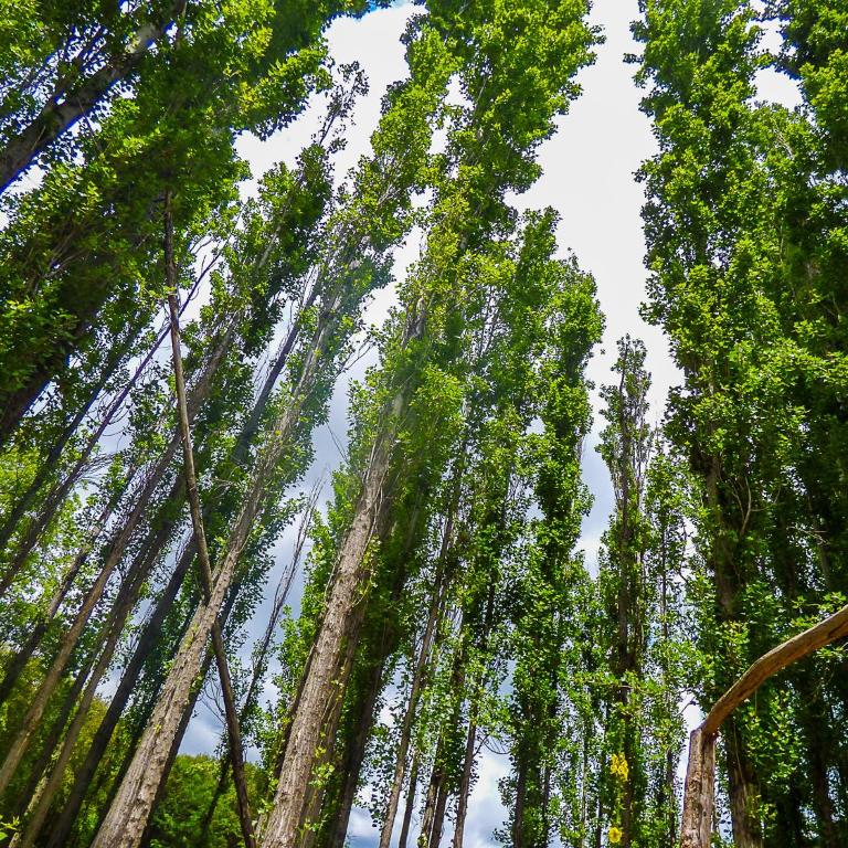 La Casa de Don Pepe - Alojamiento Los Álamos - 21