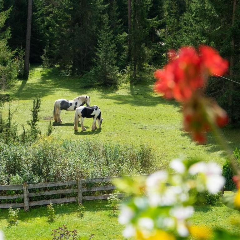Ferienhaus Tannenblick - Apartment mit Gartenblick - 11