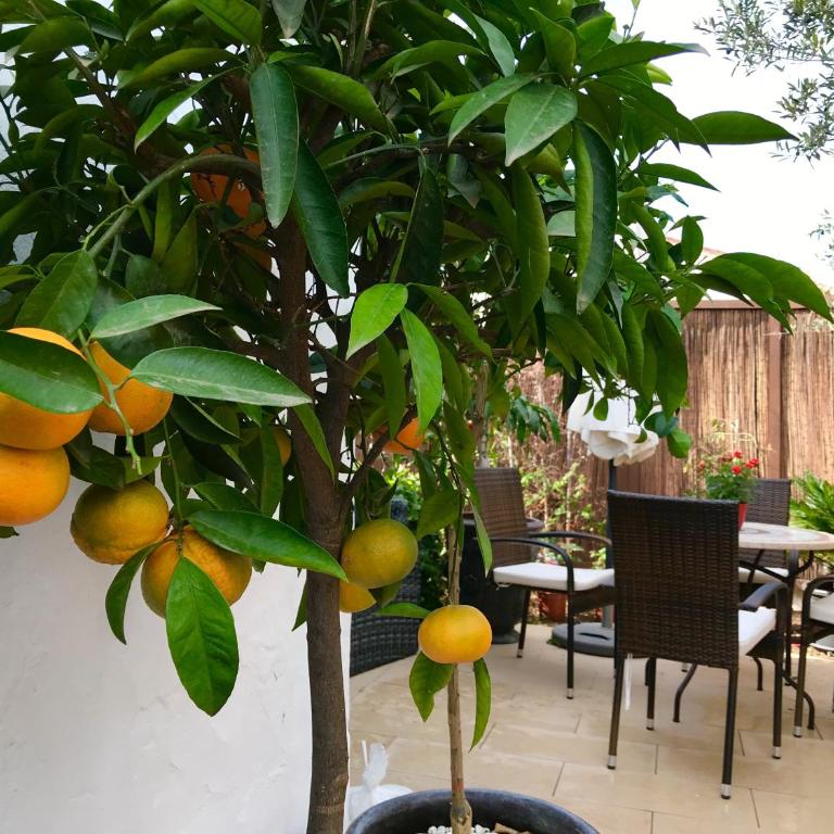 Villa Mateo - Bungalow de 3 dormitorios - 34