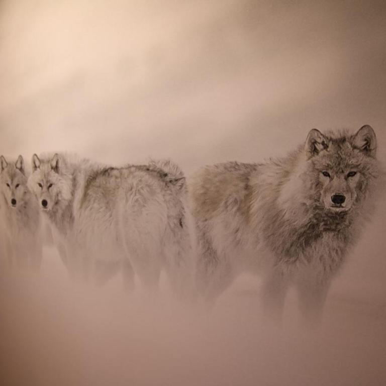 Les Loges Du Parc - Chambre Double Deluxe avec Baignoire d’Hydromassage - Loups Blancs - 2
