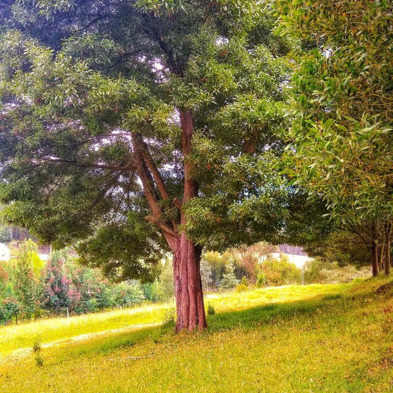 Finca Agrreste - Chalet - 27