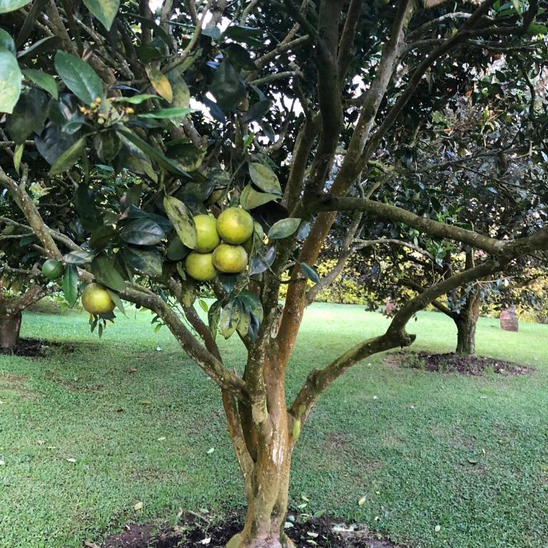 Cabañas Filadelfia - Three-Bedroom Chalet - 51