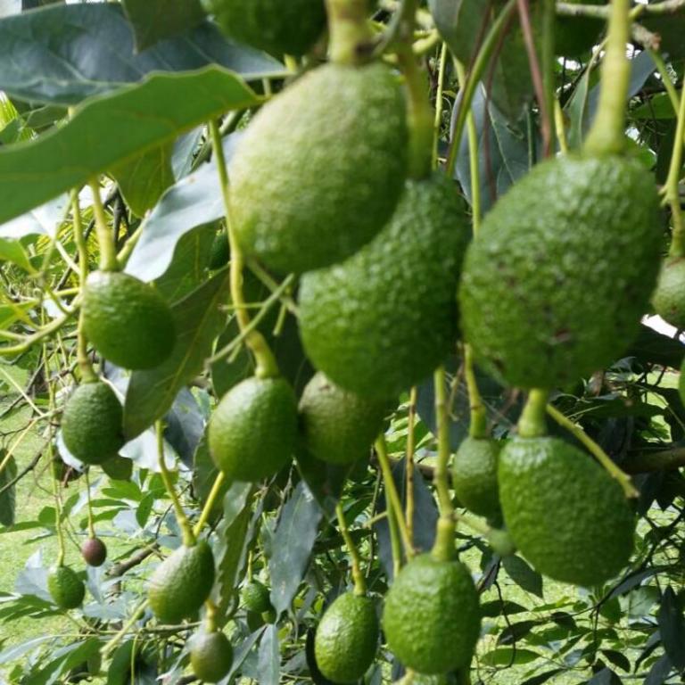 Cabañas Filadelfia - Three-Bedroom Chalet - 39