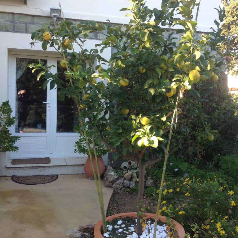 Rez de Villa Pébrier - Appartement 1 Chambre - 4