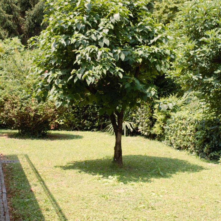 Appartamento Le Magnolie - Appartamento - Piano Terra - 8
