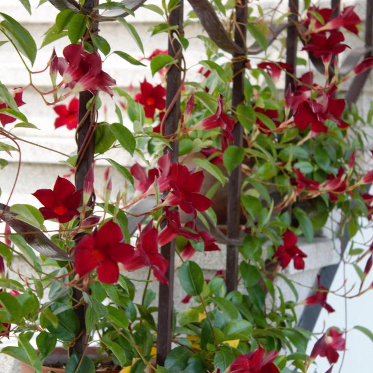 Appartamento Le Magnolie - Appartamento - Piano Terra - 7