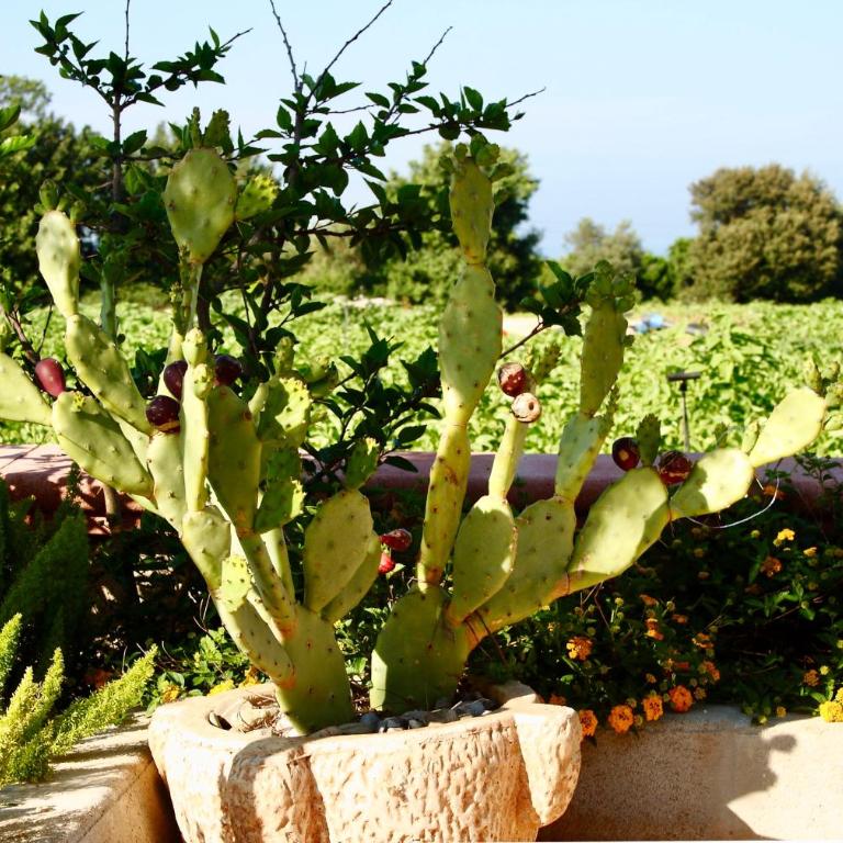 I Trulli di Gina Appartamento 4 persone - Appartamento - 63