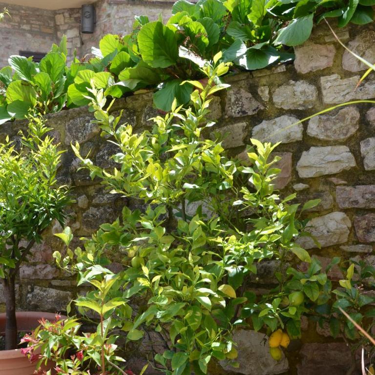 B&B La Terrazza Del Subasio - Appartamento con 2 Camere da Letto - 15