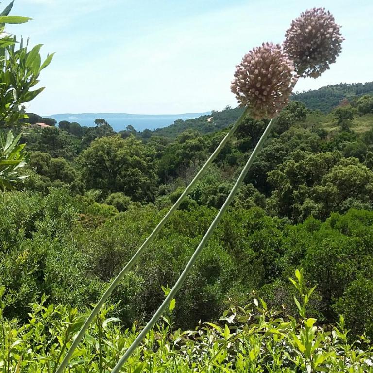 Massacan-Vue Mer - Suite de 2 dormitorios - 23