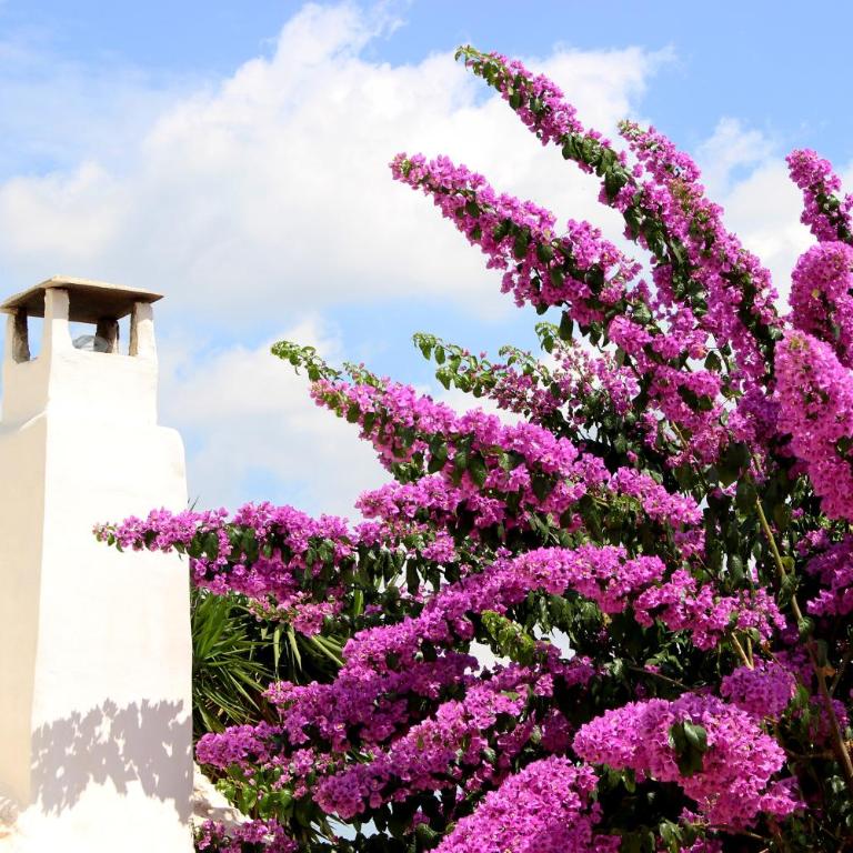 Trullo Madia e Dimora Giorgio - Casa Vacanze - 34