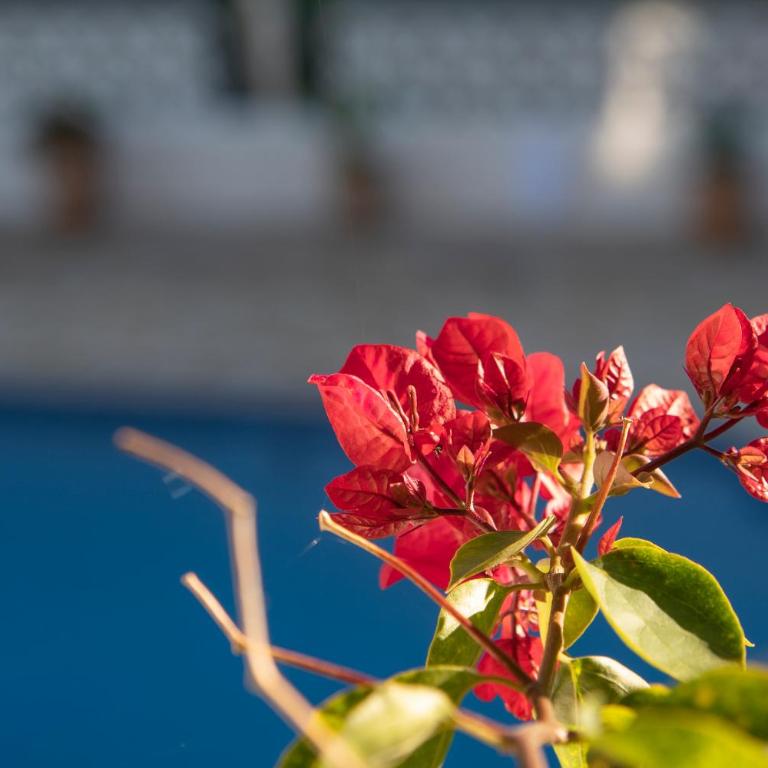 Villa Ritter - three bedroom with private pool - by Holiday Rentals Villamar - Villa - 9