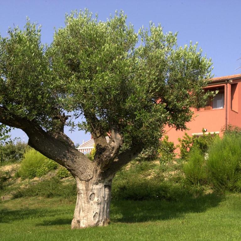 DEL CARMINE AGRIRESORT- ex a3passi - Suite Deluxe - 6