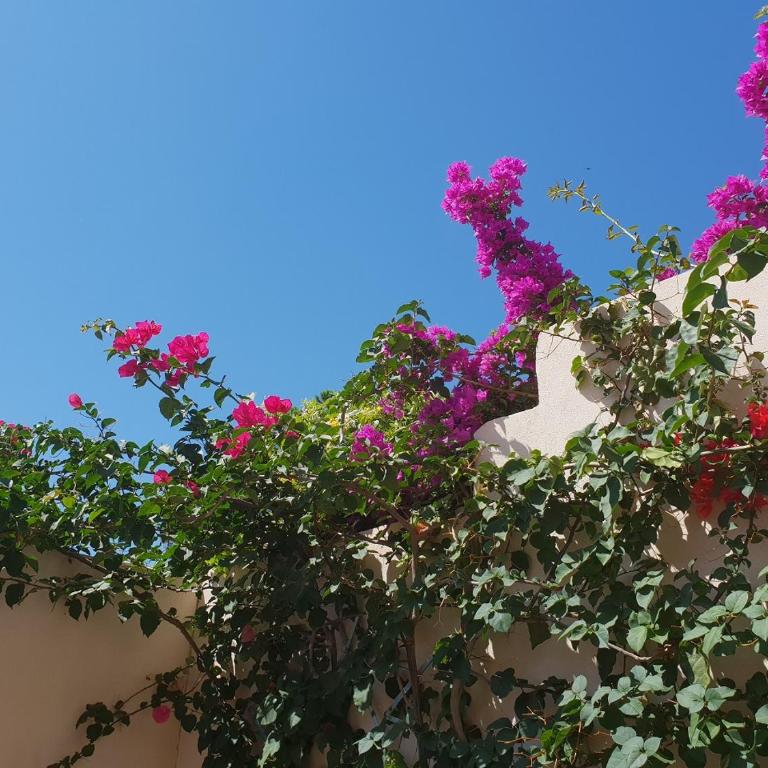 appartement vue mer montagnes et citadelle casa di a murza Calvi - Apartment with Sea View - 4