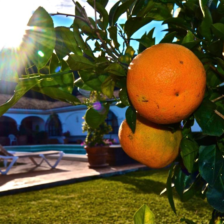 CASA MICHAEL - El Paraiso, Marbella - Villa - 5