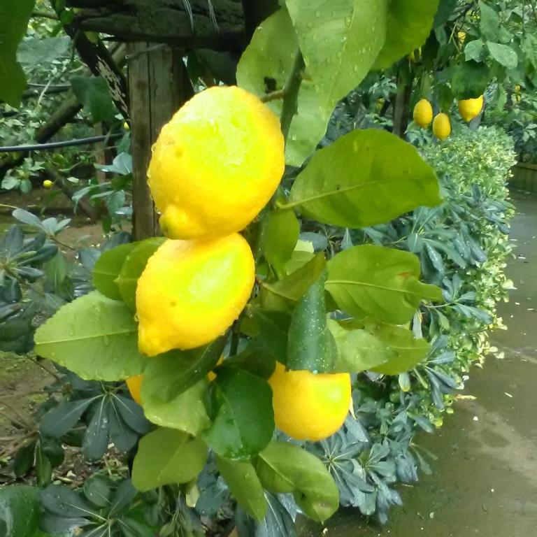 casa dei limoni - Appartamento con 1 Camera da Letto - 30