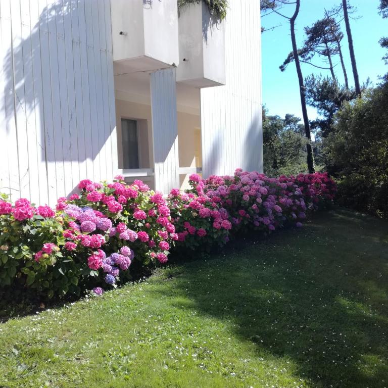Location d Armelle - Moliets - Appartement - Vue sur Piscine - 56