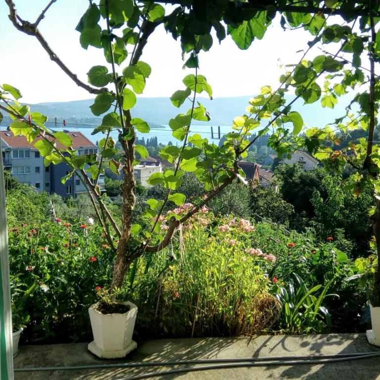 Apartmani Bosco - Apartman - 2