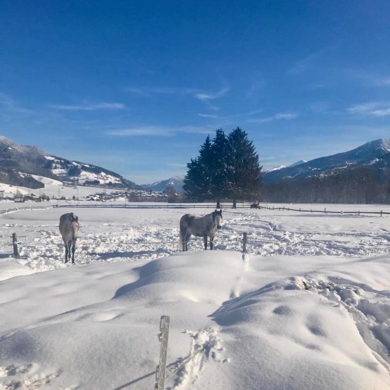 Traumhafte Wohnung auf Pferde Ranch - Appartamento con 1 Camera da Letto - 25