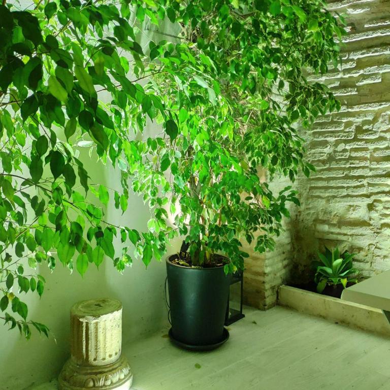 Apartamentos Córdoba Atrium - Standard Studio - 58