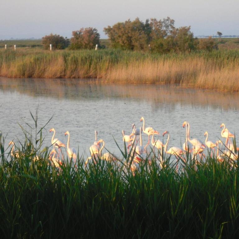 Chambre les flamants, climatisation, avec vue imprenable sur les étangs, petit déjeuner offert - Chambre Double – Vue sur Lac - 2