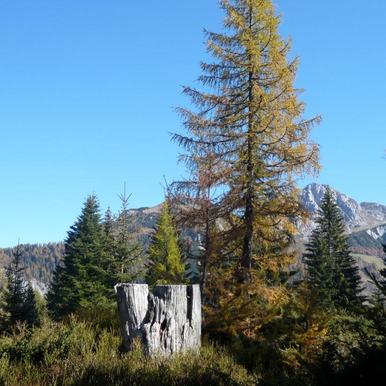 Waldnerhütte - Ferienhaus - 26