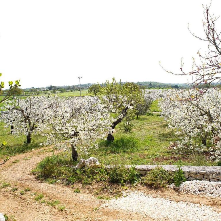 Trullo Dell'aia - Casa con 2 Camere da Letto - 36