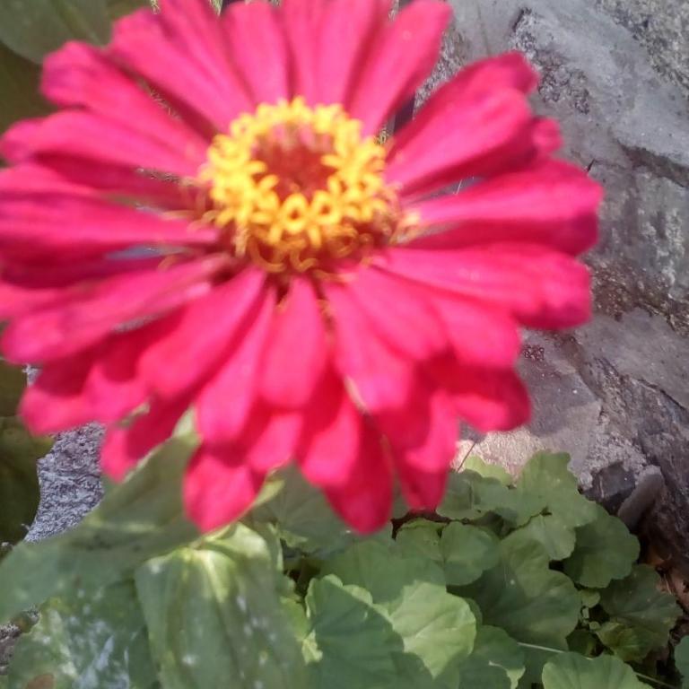 Cabañas los Plátanos - Vacation Home - 40