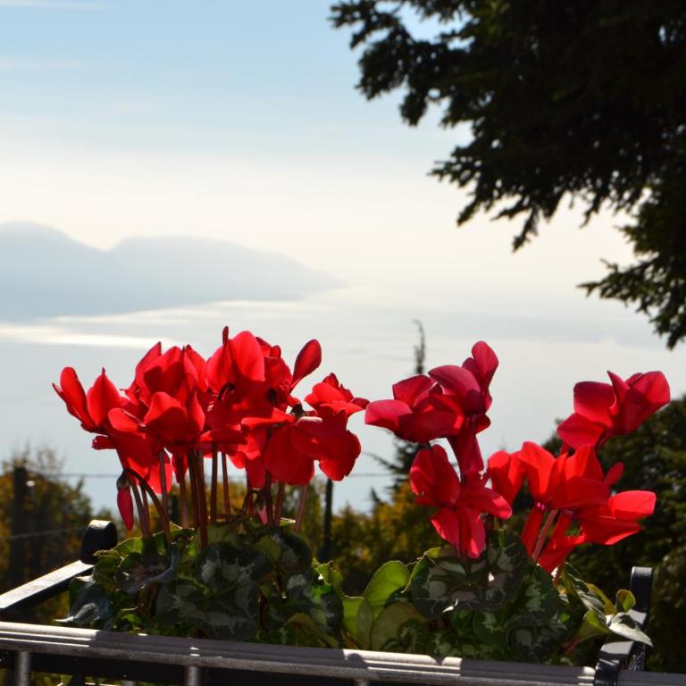 Appartmento Belvedere - Appartamento con Vista Lago - 4