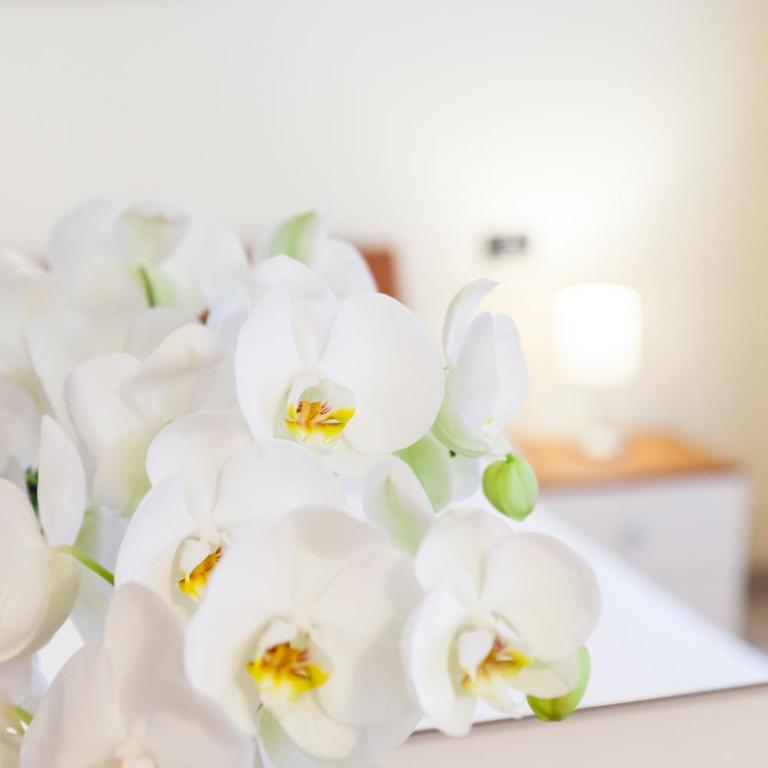 IRIS CENTRALISSIMO - Appartamento con 1 Camera da Letto - 2