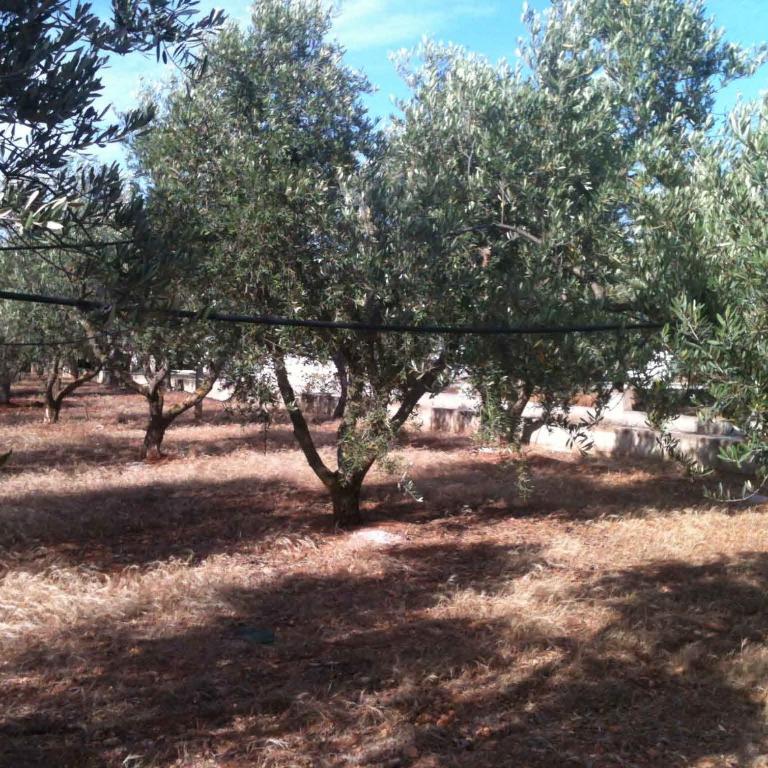 Oasi tra gli Ulivi - Casa con 3 Camere da Letto - 25