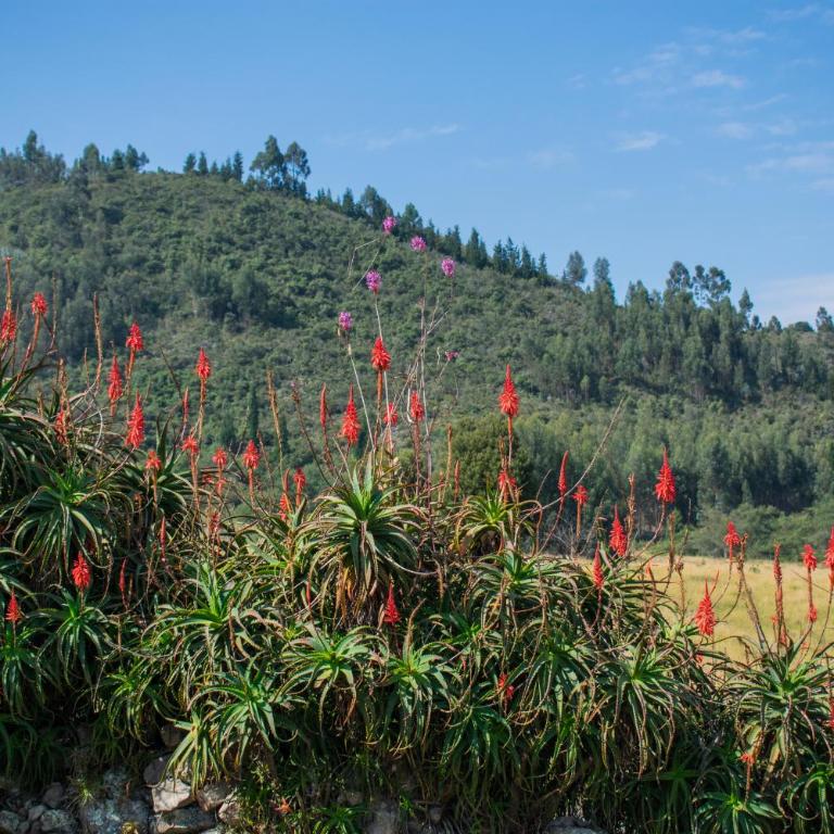 Remanso El Tobal - Three-Bedroom Townhouse - 24