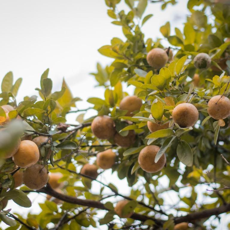 Entre Bosques Tayrona - Bungalow Deluxe con vistas al jardín - 17