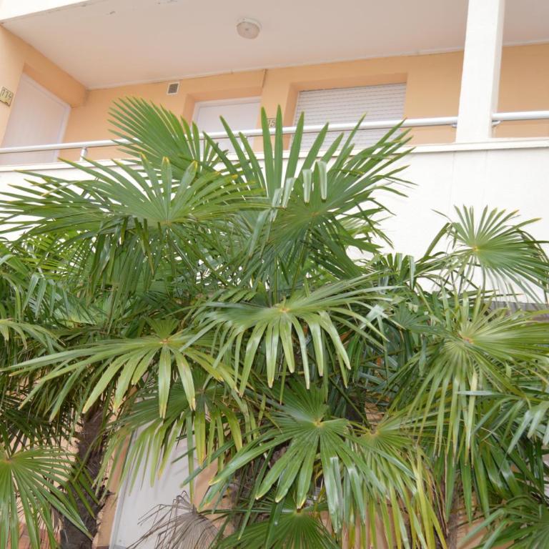 Le Petit Coeur à Canet - Superbe T2 piscine, tennis, climatisation, parking privé - Apartamento de 1 dormitorio - 23