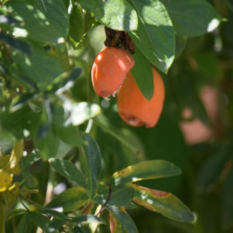 CASA FUNES - Casa de 2 dormitorios - 41