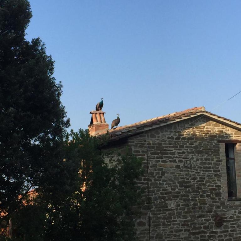 Fattoria Didattica Gli Allori - Camera Quadrupla - 3