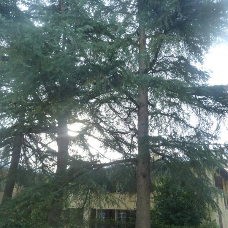 LA STANZA SUI CEDRI - Smart working - Airport - Private Parking - Ducati - Philip Morris - Appartamento con Vista Giardino - 23