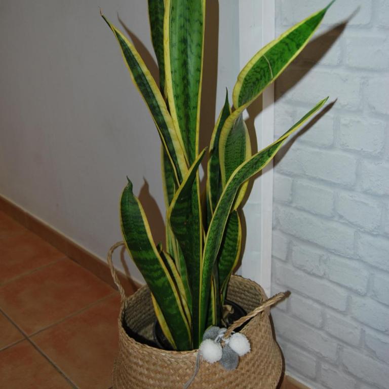 Casa Yerida - Apartamento - 9