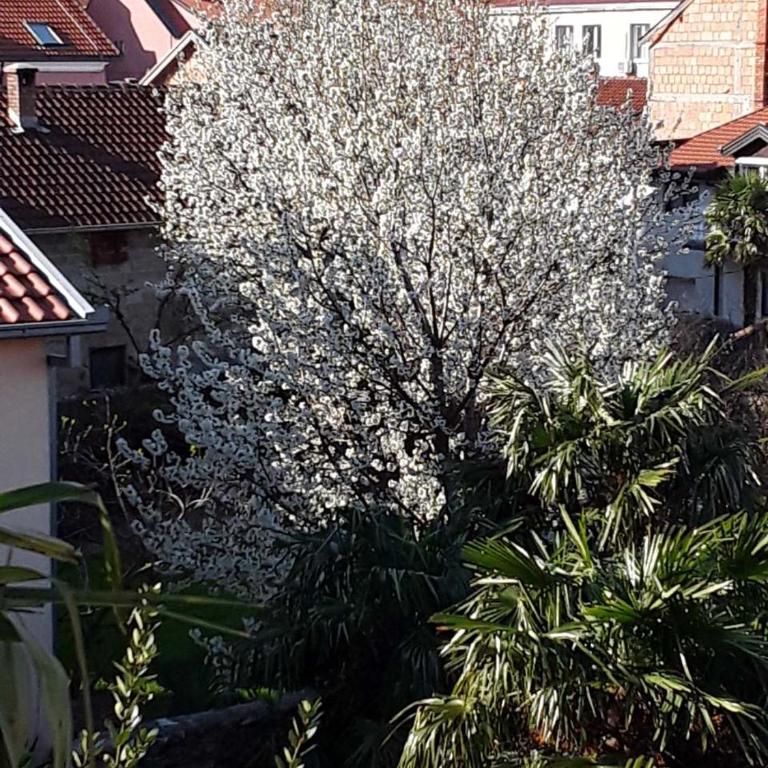Villa Flower with Free Onsite Parking - Apartment with Balcony - 2