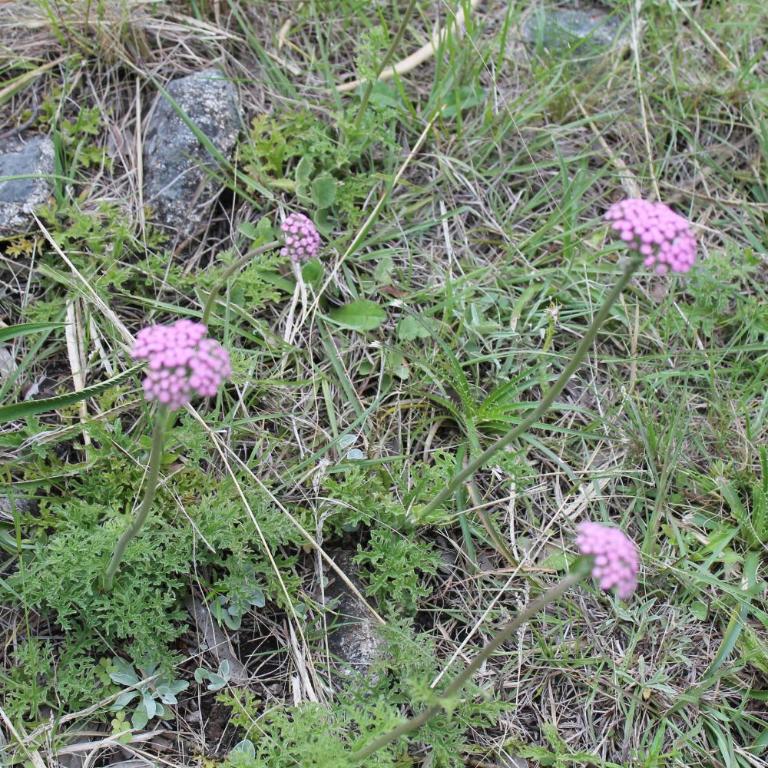 Las Golondrinas - Three-Bedroom House - 23