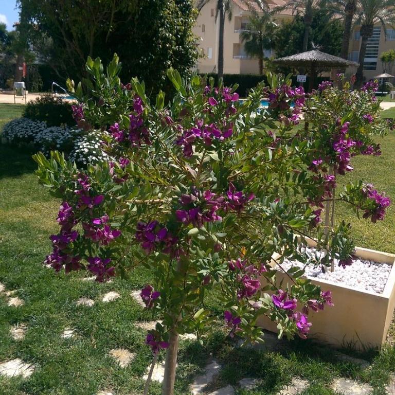 Golden Beach II - Apartamento - 10
