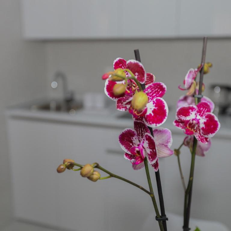 Luxury Apartments Taša - Standardni Apartman - 23
