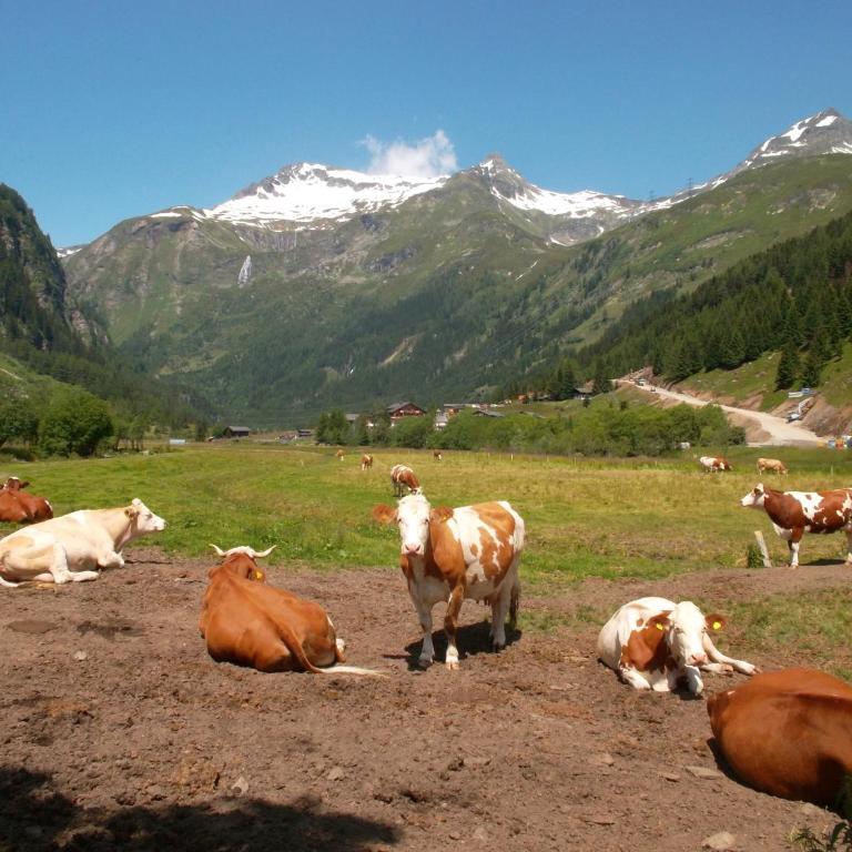 Riepleralm - Ferienhaus - 12