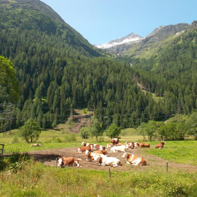Riepleralm - Ferienhaus - 14