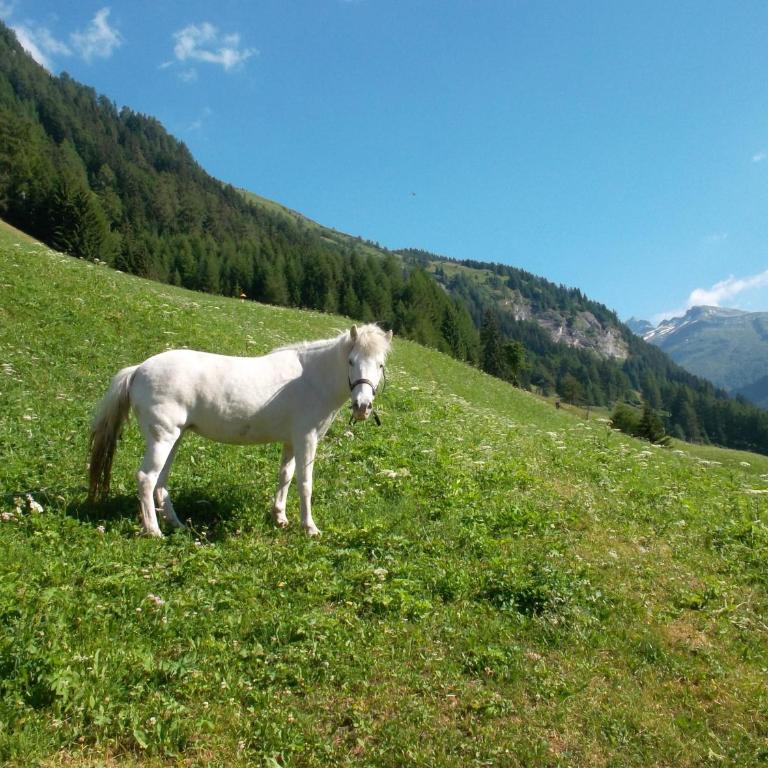Riepleralm - Ferienhaus - 13