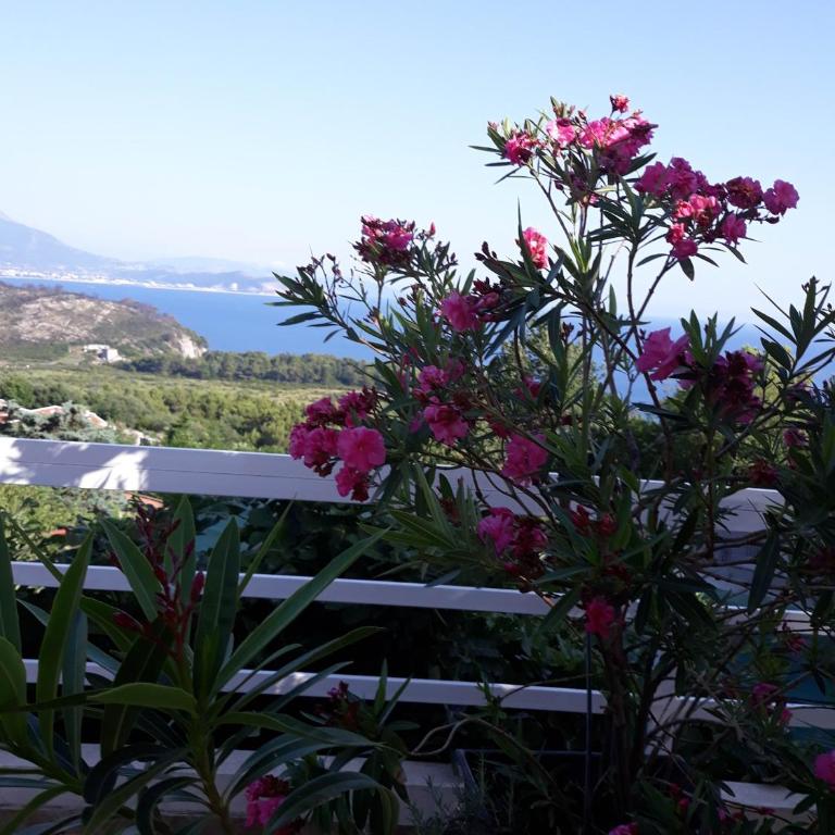 Apartments Jovanic with 2 bedrooms - Deluks Apartman - 18