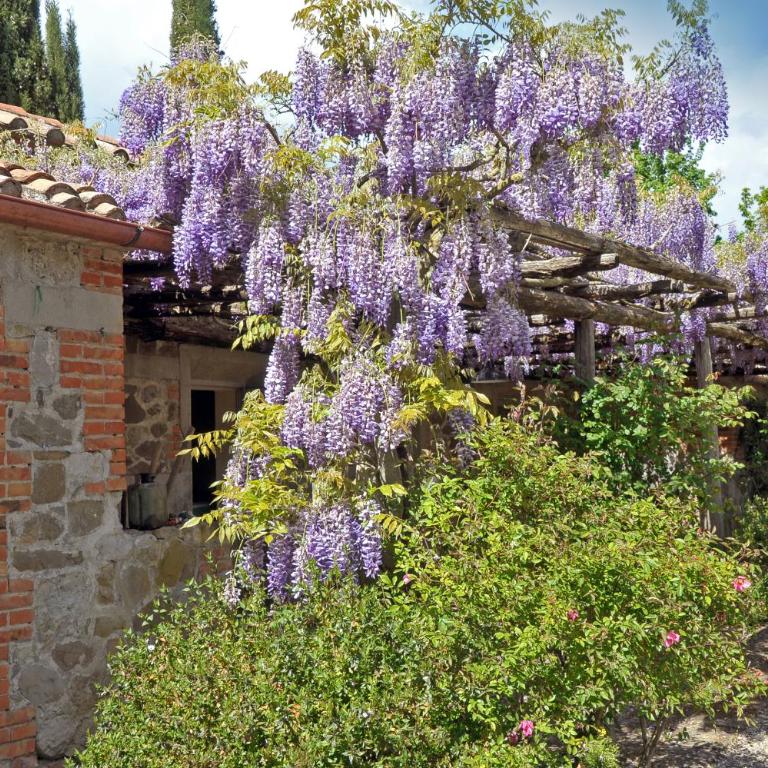 Chiarentana di Donata Origo - Villa con Piscina Privata - 15