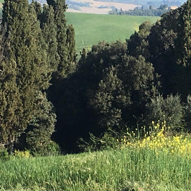 Cordella In Valdorcia Truffle and Olive Oil Resort - Junior Suite mit Terrasse - 2