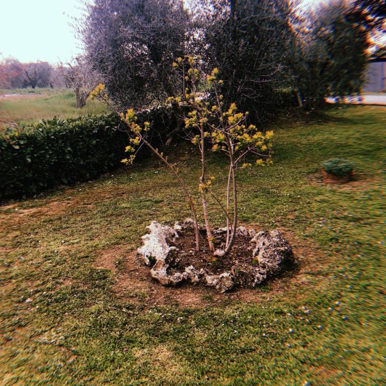 Gli Ulivi - Casa Vacanze - 38
